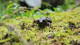 A brown William's Bright-eye frog sitting on a mossy log